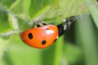 Coccinella septempunctata