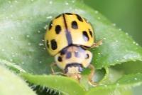 Propylea quatuordecimpunctata
