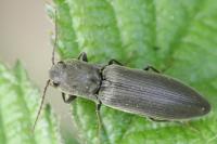 Agriotes pilosellus