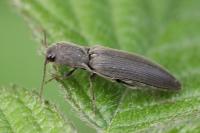 Agriotes pilosellus