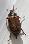 Melolontha melolontha