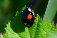 Harmonia axyridis