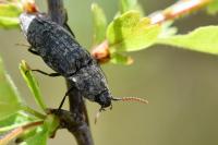 Agrypnus murinus