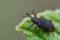 Bradybatus kellneri