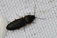 Cardiophorus rufipes