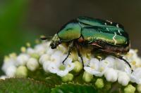 Cetonia aurata
