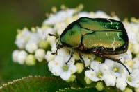 Cetonia aurata