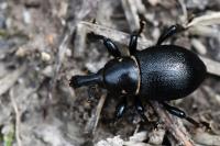 Liparus coronatus