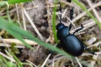 Timarcha tenebricosa