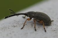 Rhopalapion longirostre