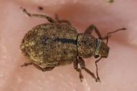 Strophosoma melanogrammum