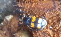 Nicrophorus vespillo