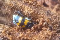 Nicrophorus vespillo