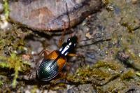 Anchomenus dorsalis