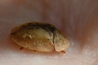 Cassida vibex