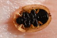 Cassida vibex