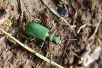 Cicindela campestris