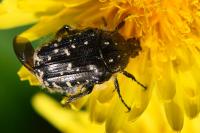 Oxythyrea funesta