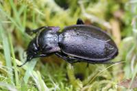 Carabus nemoralis