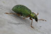 Polydrusus impressifrons