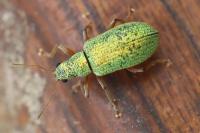 Polydrusus impressifrons