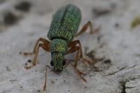 Polydrusus impressifrons