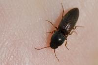 Agriotes sputator