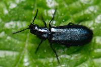 Dasytes caeruleus