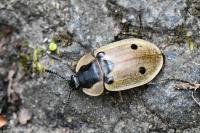 Dendroxena quadrimaculata