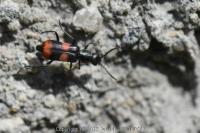 Anthocomus fasciatus