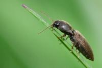 Agriotes sputator