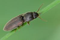 Agriotes sputator