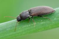 Agriotes sputator