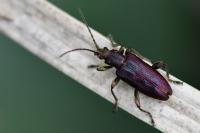 Plateumaris sericea