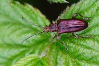 Plateumaris sericea