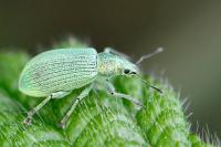 Polydrusus planifrons