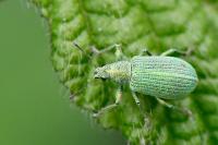 Polydrusus planifrons