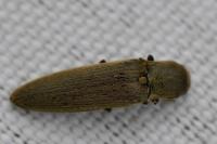 Synaptus filiformis
