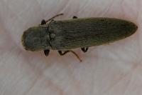 Synaptus filiformis