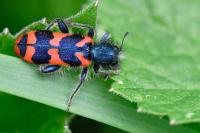 Trichodes alvearius