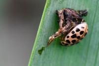 Anisosticta novemdecimpunctata