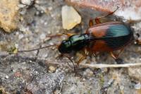 Anchomenus dorsalis