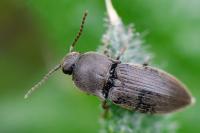 Agriotes obscurus