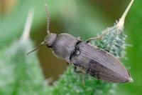 Agriotes obscurus