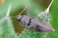 Agriotes obscurus