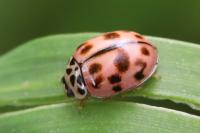 Oenopia conglobata
