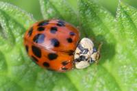 Harmonia axyridis