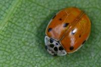 Adalia decempunctata