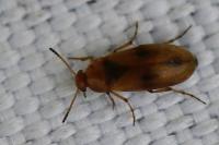 Anaspis maculata