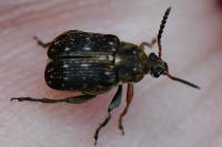 Bruchus rufimanus